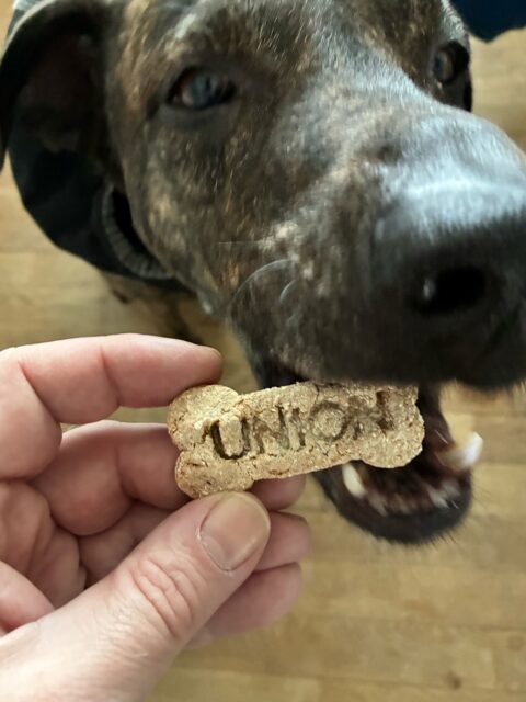 My daughter always bakes cookies for all union dogs. This time they were a bit too long in mail. With or without Cookies, your dogs are welcome.
